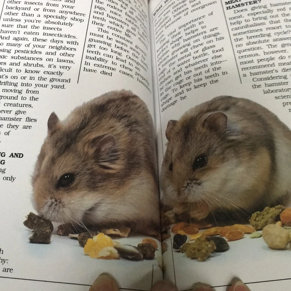 “Hamsters…getting started” Manual - Picture 3 of 3